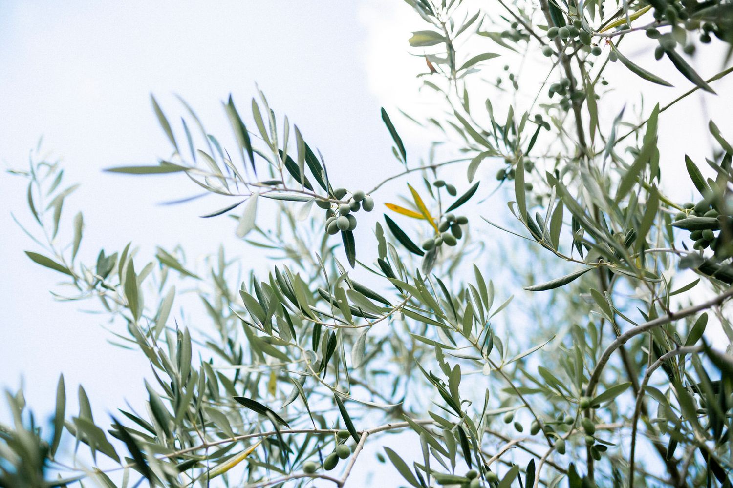 Olive tree branches with silvery green leaves against a bright sky.