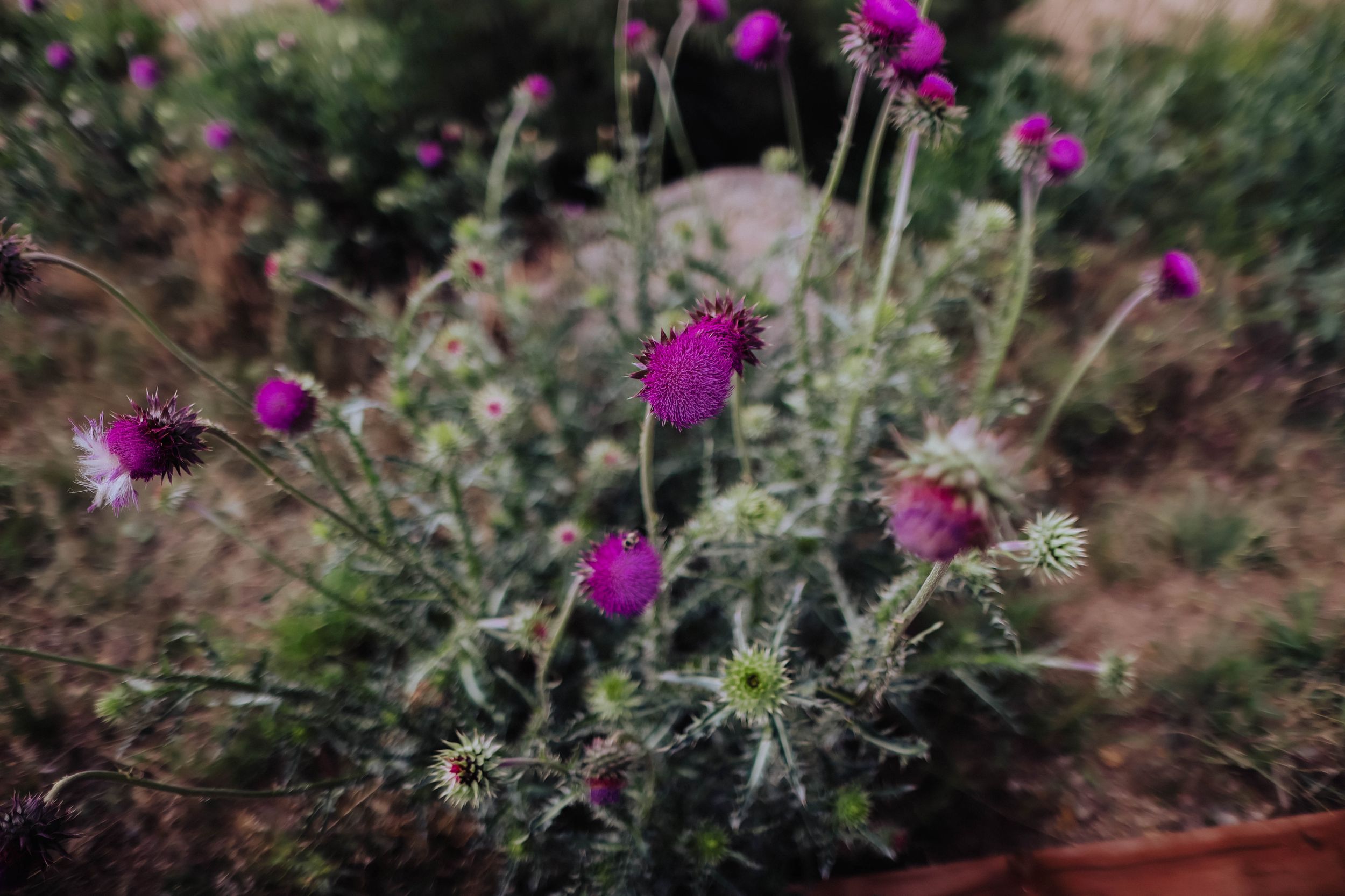 Close-up view of vibrant purple thistle flowers blooming in a natural outdoor setting.