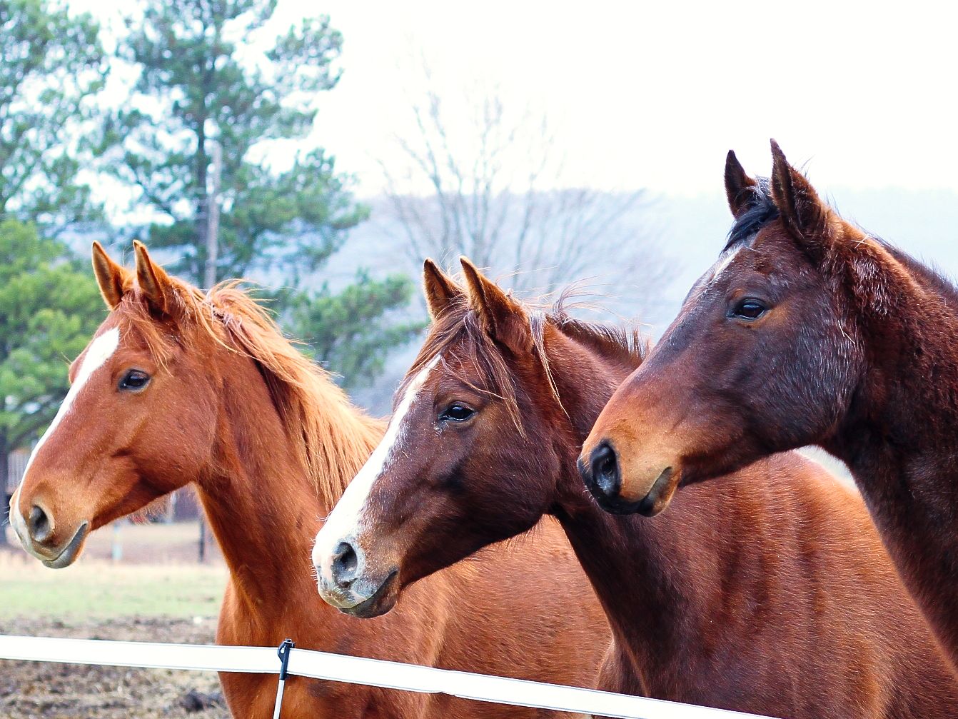 Three wise horses