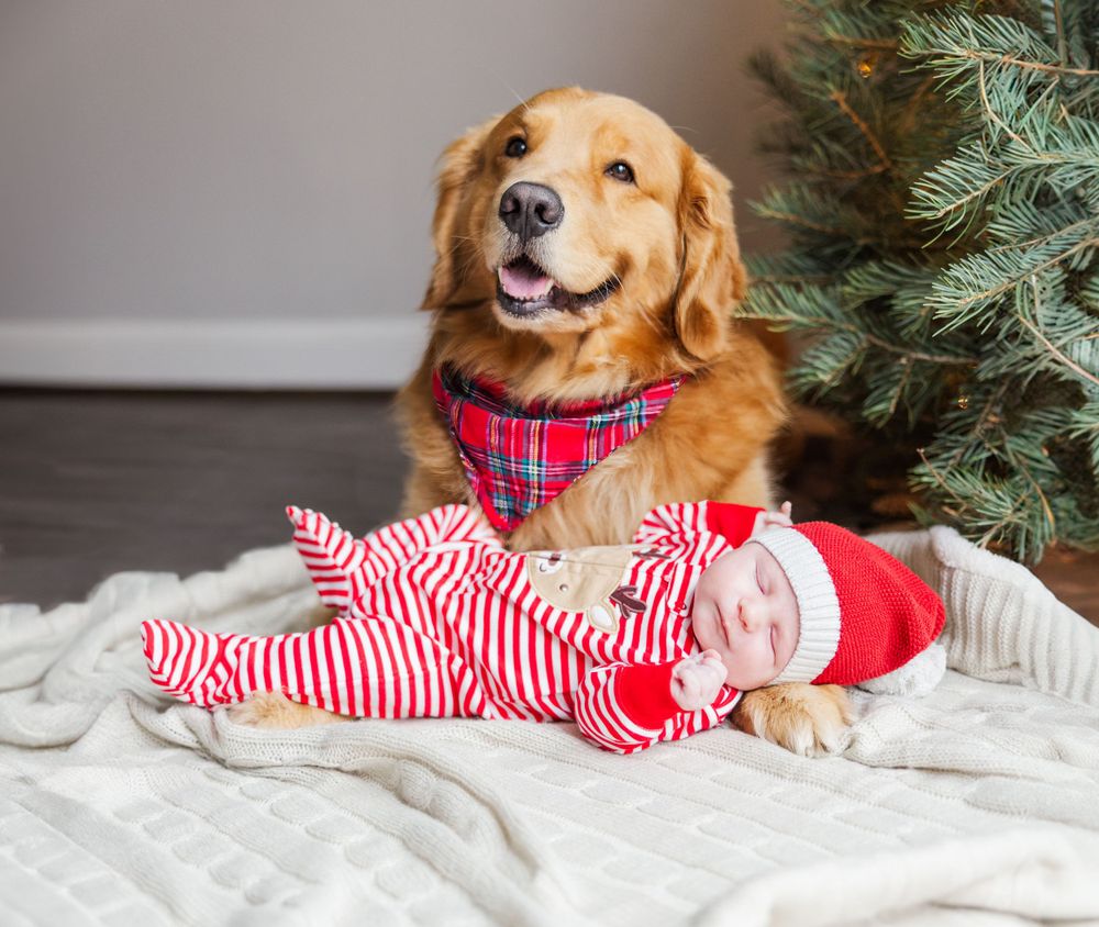 Golden retriever wearing plaid bandana lies on white blanket next to striped holiday decorations and Christmas tree with newborn baby brothe
