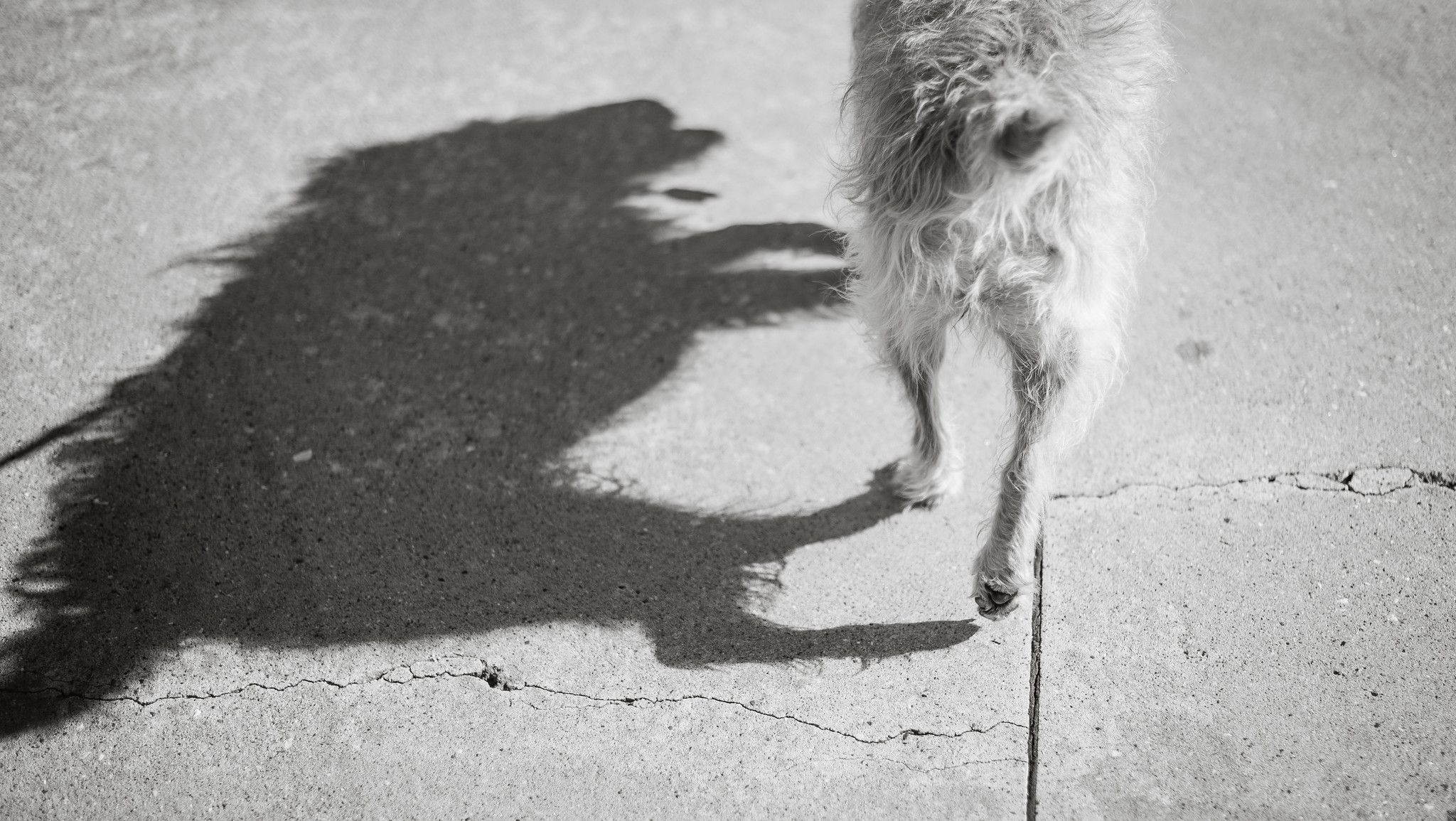black and white photo of dog and her silhouette walking