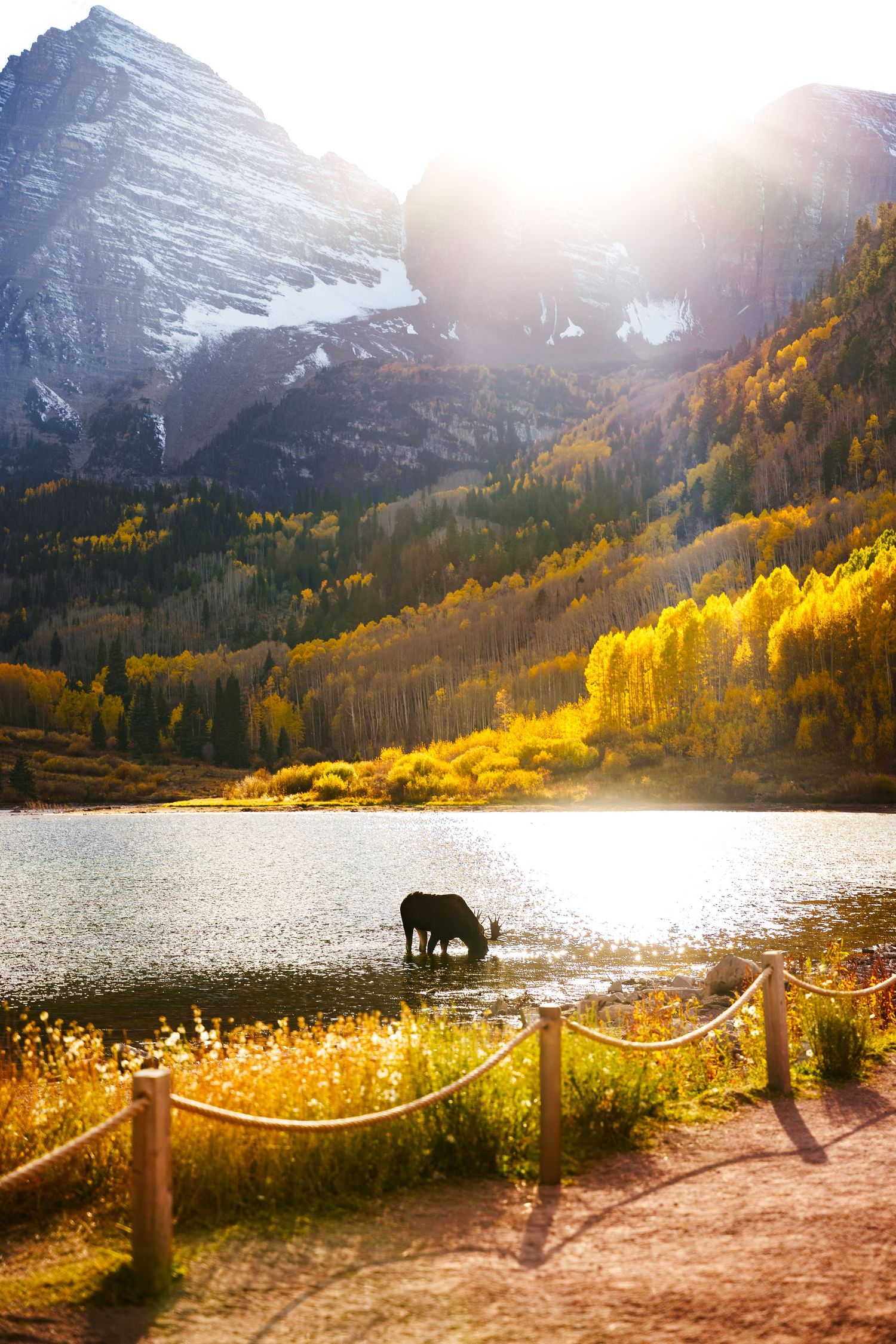 Maroon Bells Moose