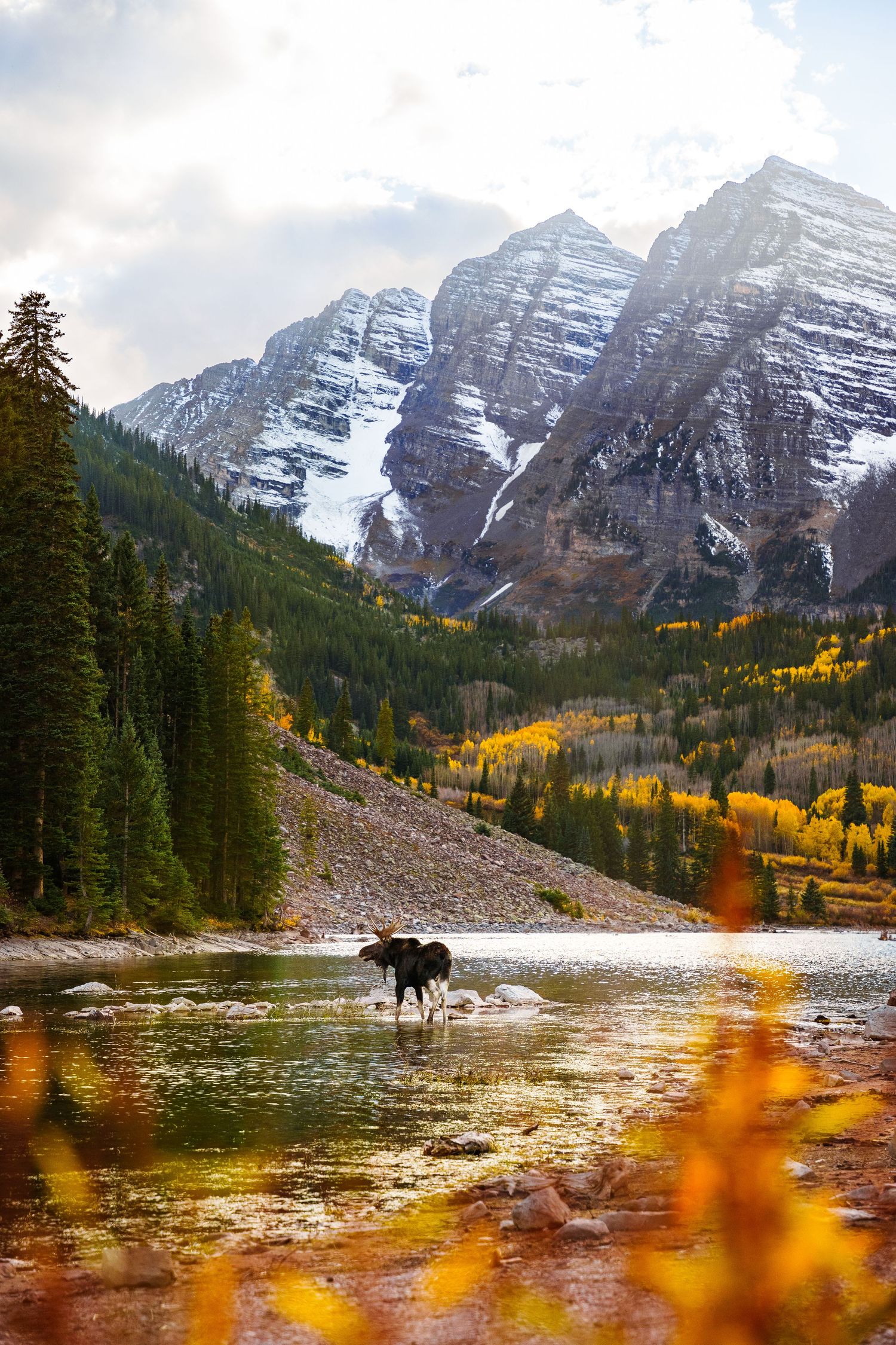 Maroon Bells Moose