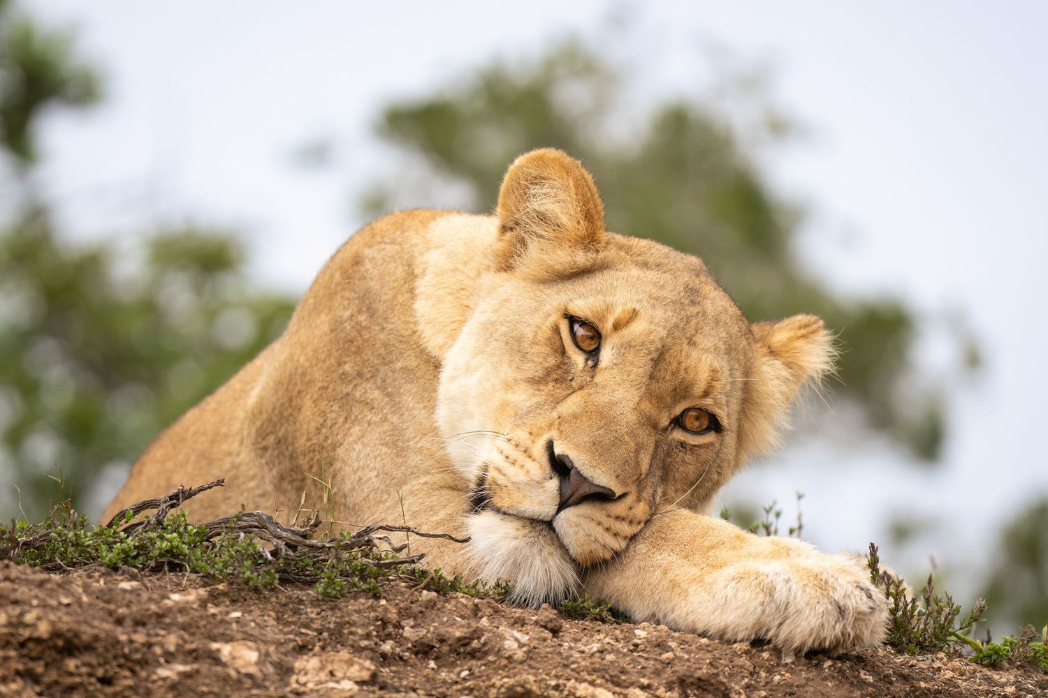 Lioness resting on natural rock formation in African wilderness.