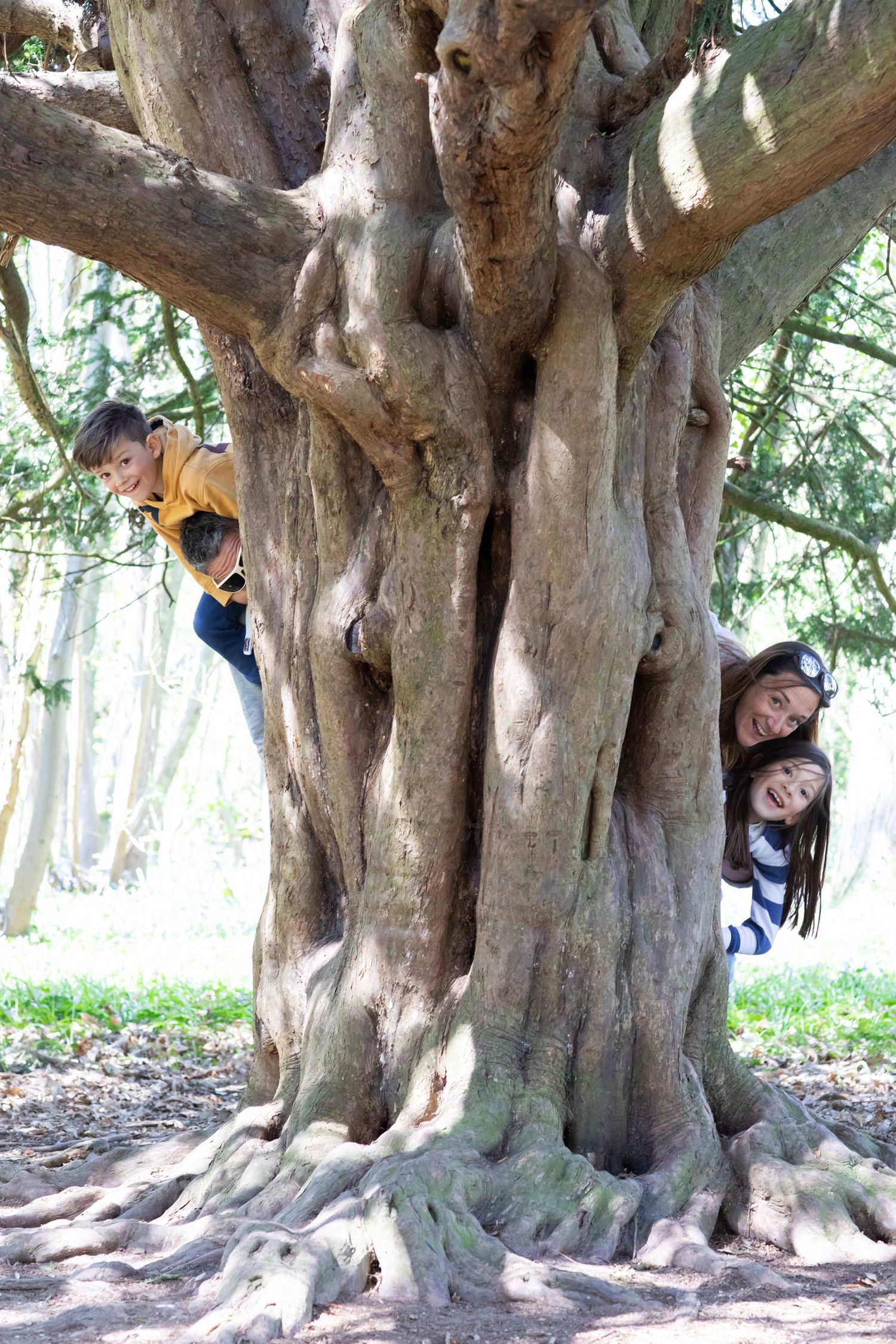 Playful poses around a massive old tree trunk with gnarly branches and roots.