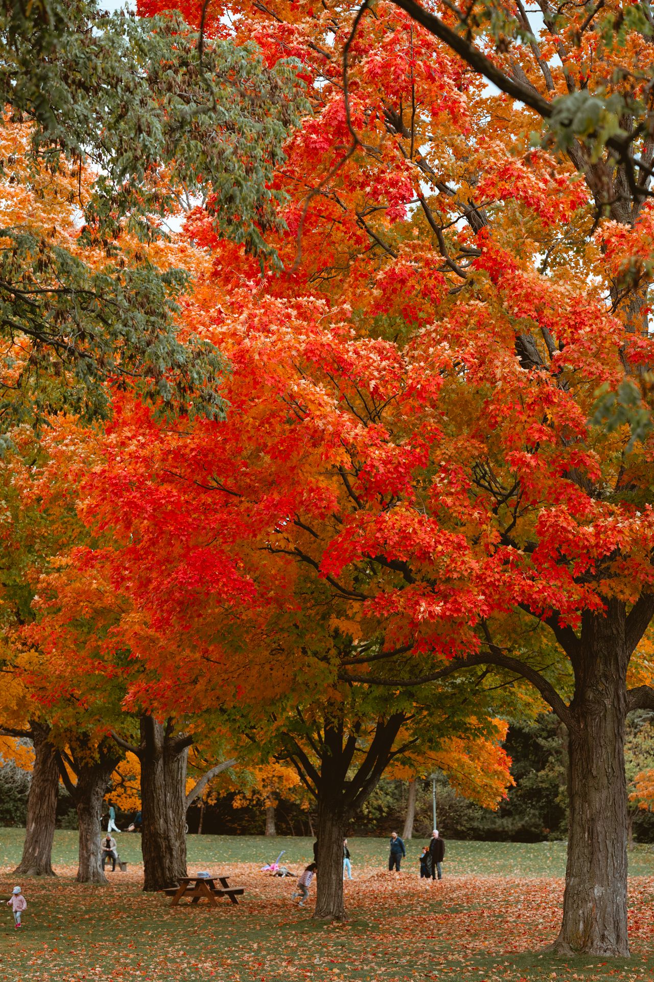Arbres couleurs d'automne au parc King-George à Westmount, Montréal.