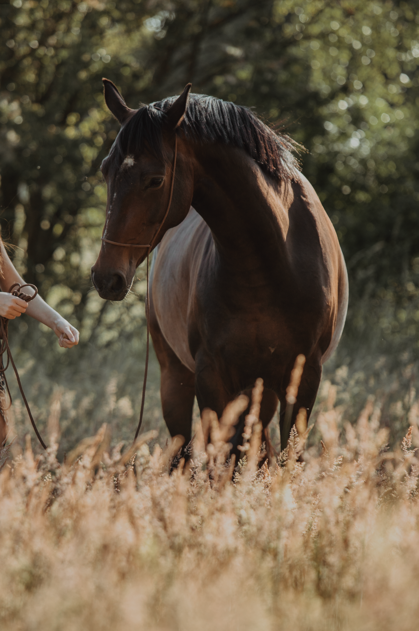 Brown horse in a field of tall dry grass at sunset.