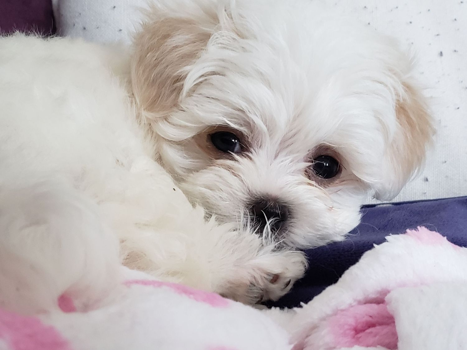 A white Maltese puppy lying on pink and white bedding with a sweet expression.