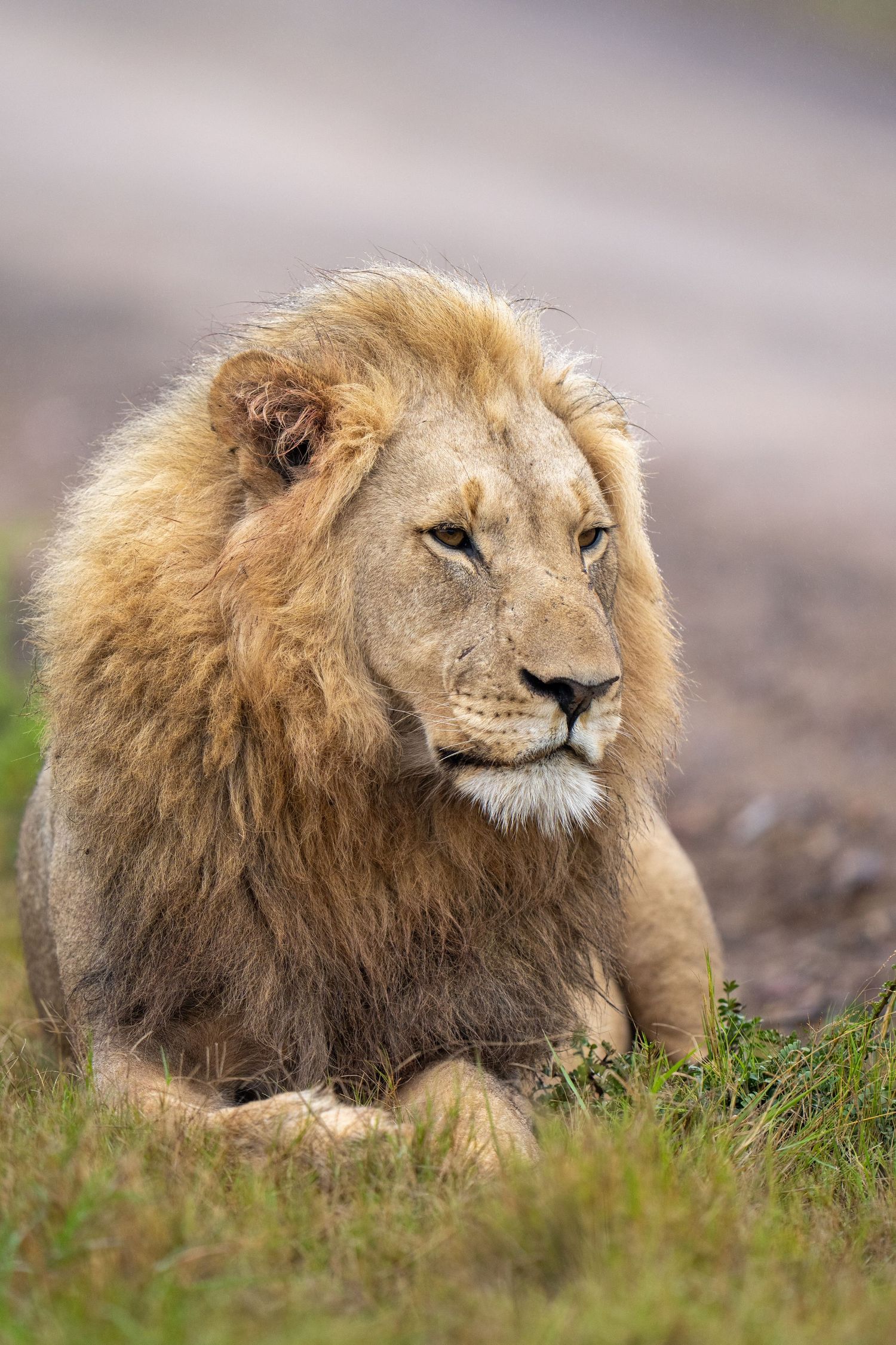 Male lion with majestic mane resting in the grass during golden hour.