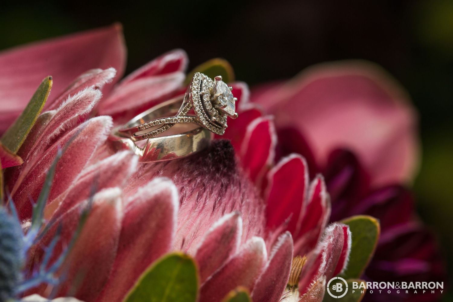 Diamond engagement ring photographed on pink protea flower petals.