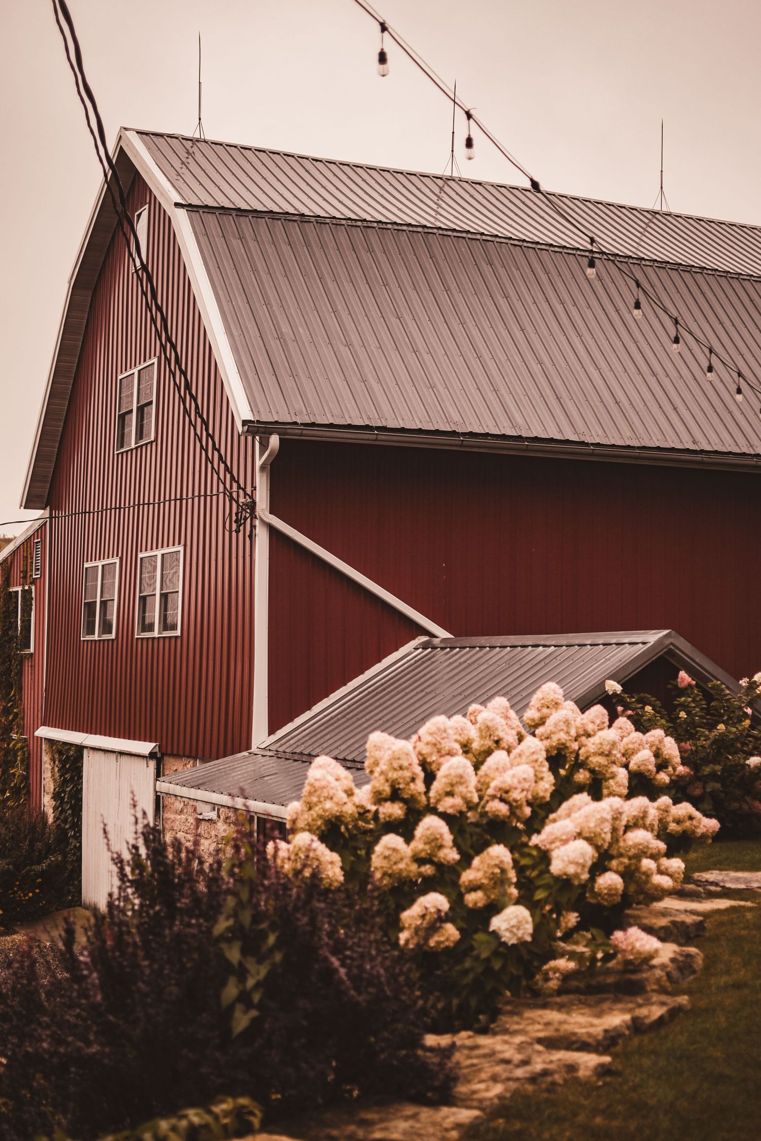 Red barn with metal roof and blooming hydrangea bushes in rustic farm setting.