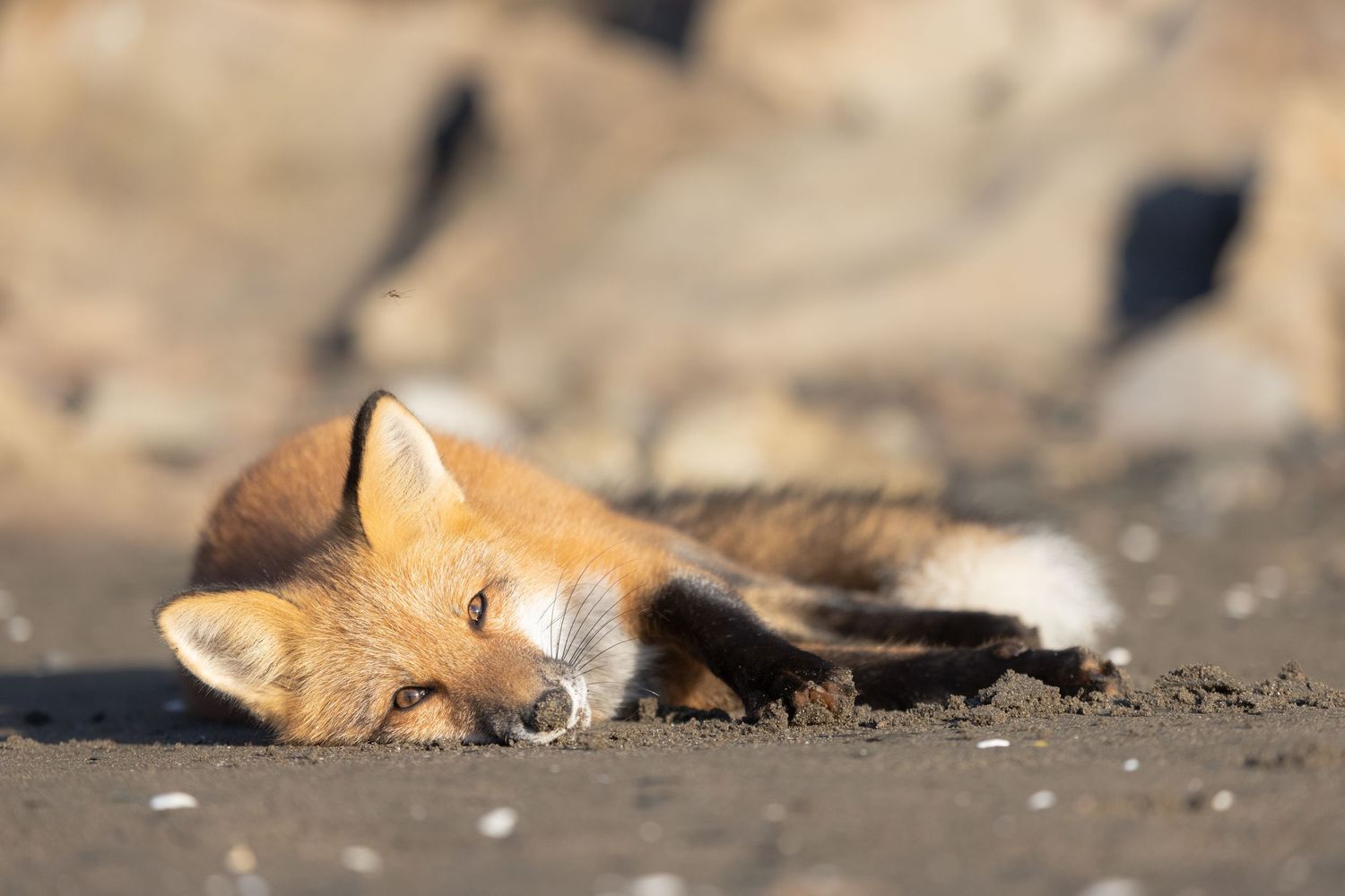 Renard se prélassant dans le sable