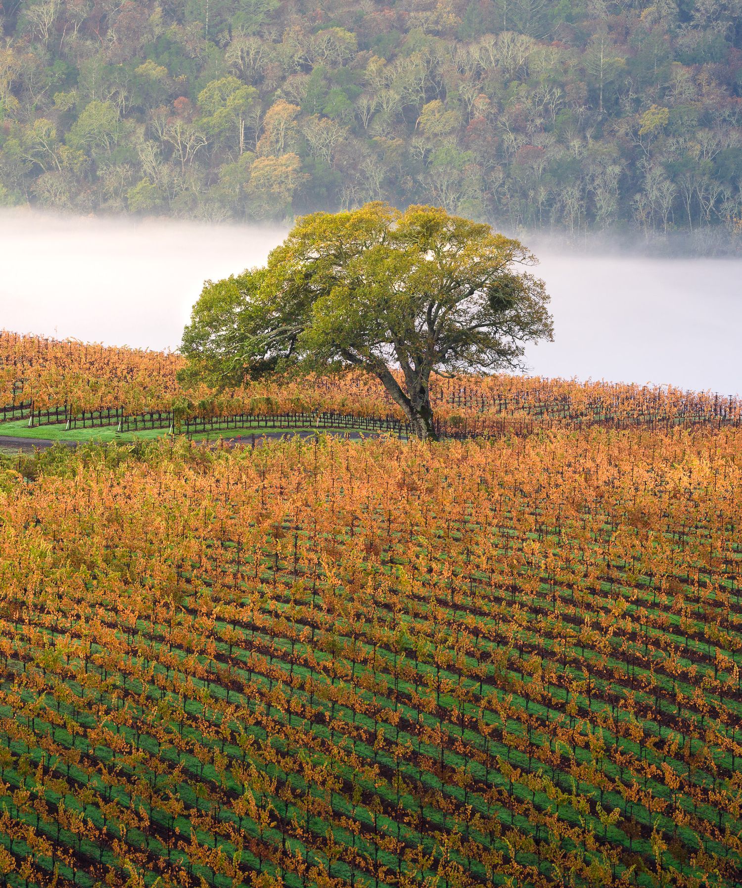 A lone tree stands in a golden autumn vineyard with rows of vines and misty hills in the background.
