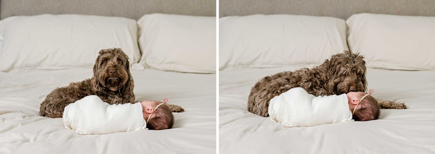 Brown dog lying protectively next to swaddled baby on white bedding.