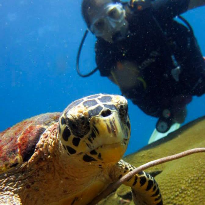 A scuba diver observes a sea turtle up close underwater in clear blue ocean waters.
