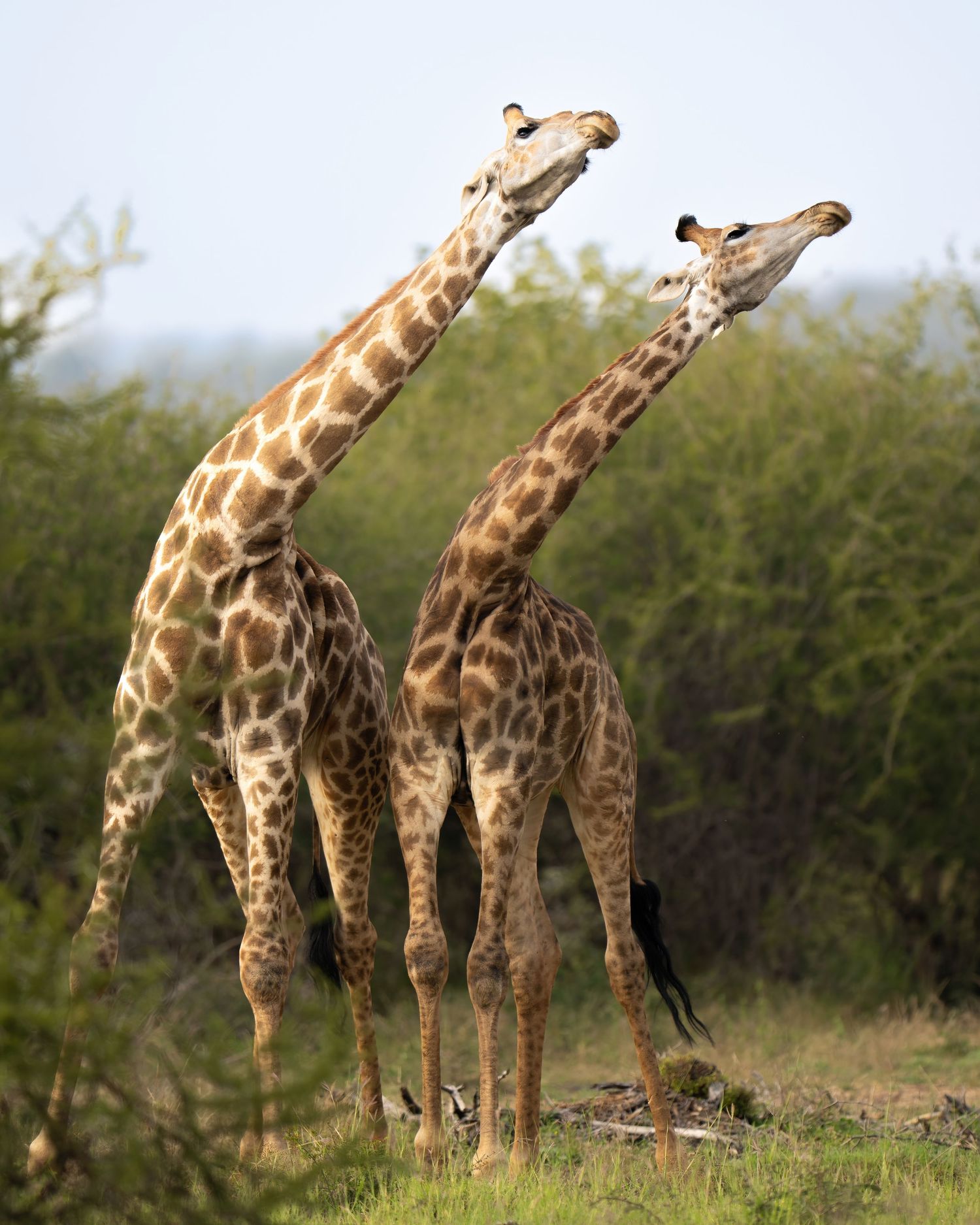 Two giraffes stand together with their long necks extended upward among bushes.