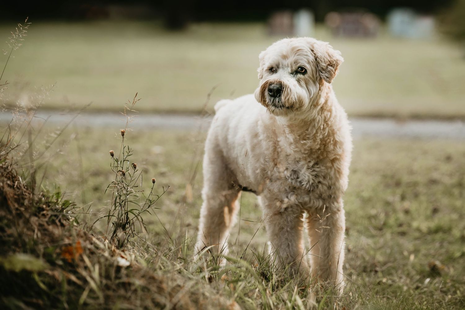 Cream-colored doodle dogs walking with their owners on a grassy path.