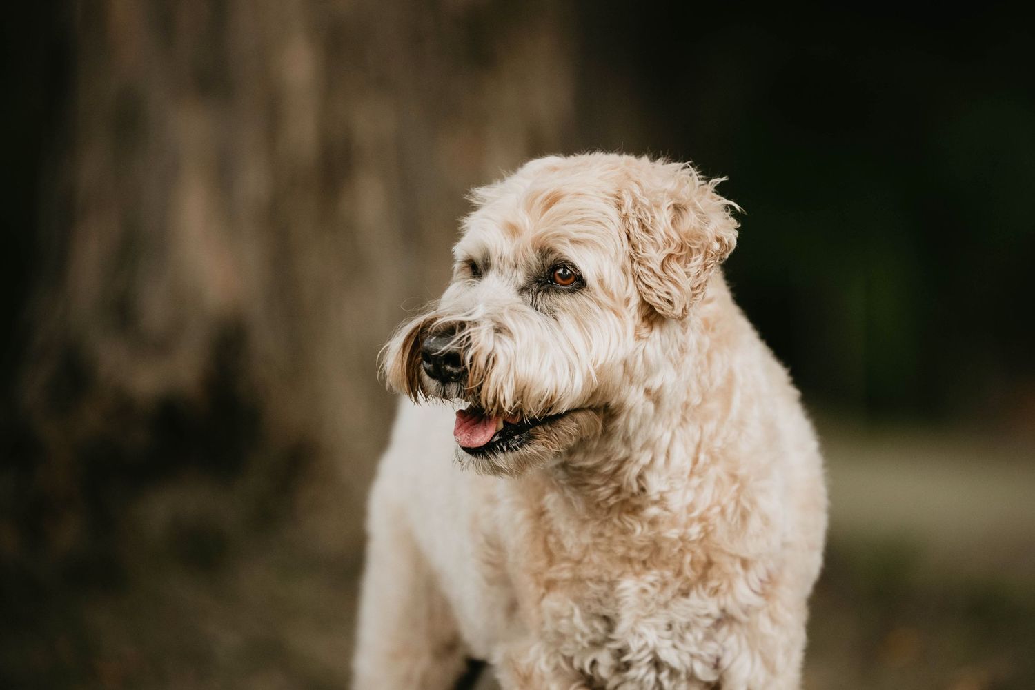 Close-up portrait of a happy cream-colored doodle dog with a big smile.