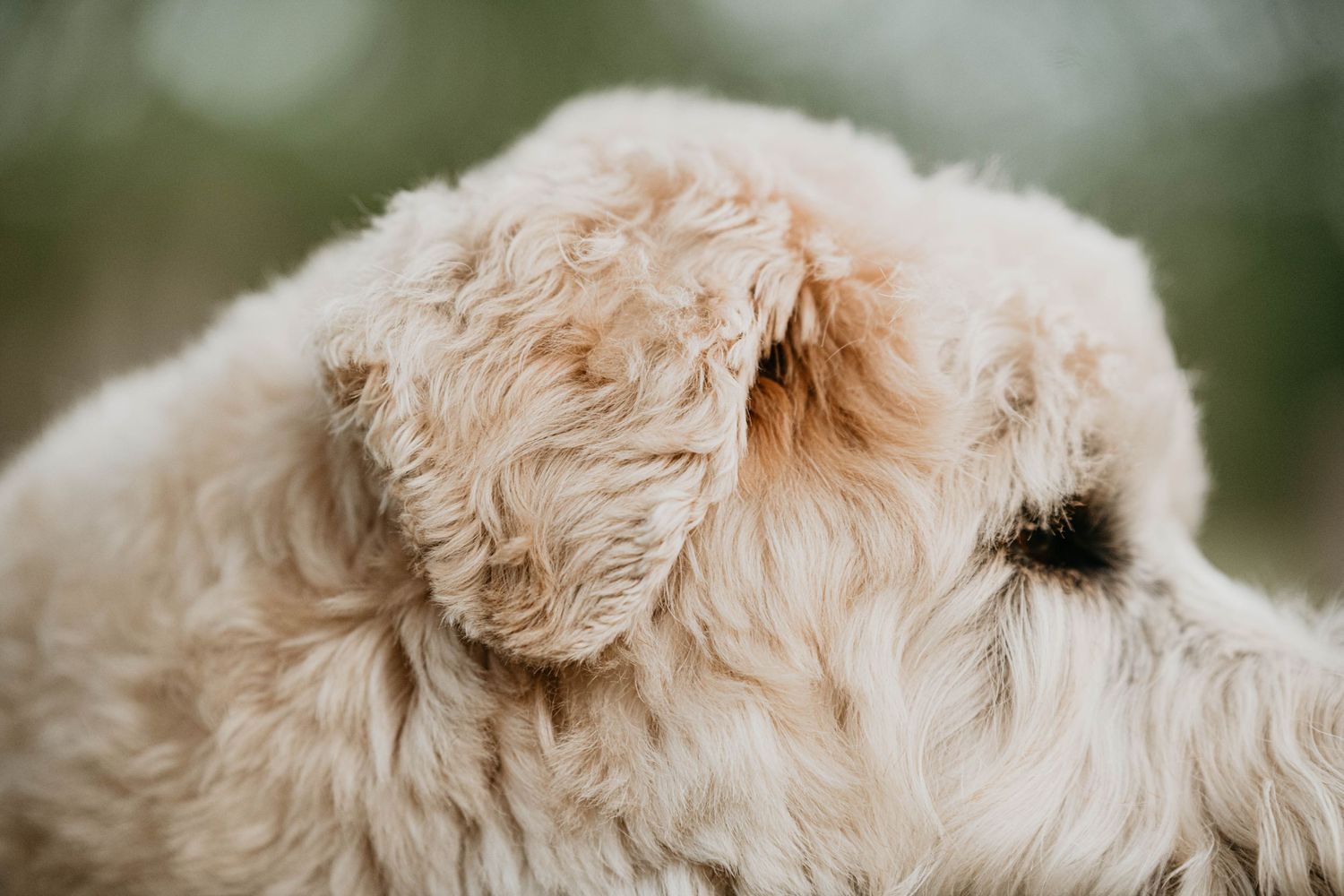 Fluffy goldendoodle dog with curly cream fur shown in profile view outdoors.