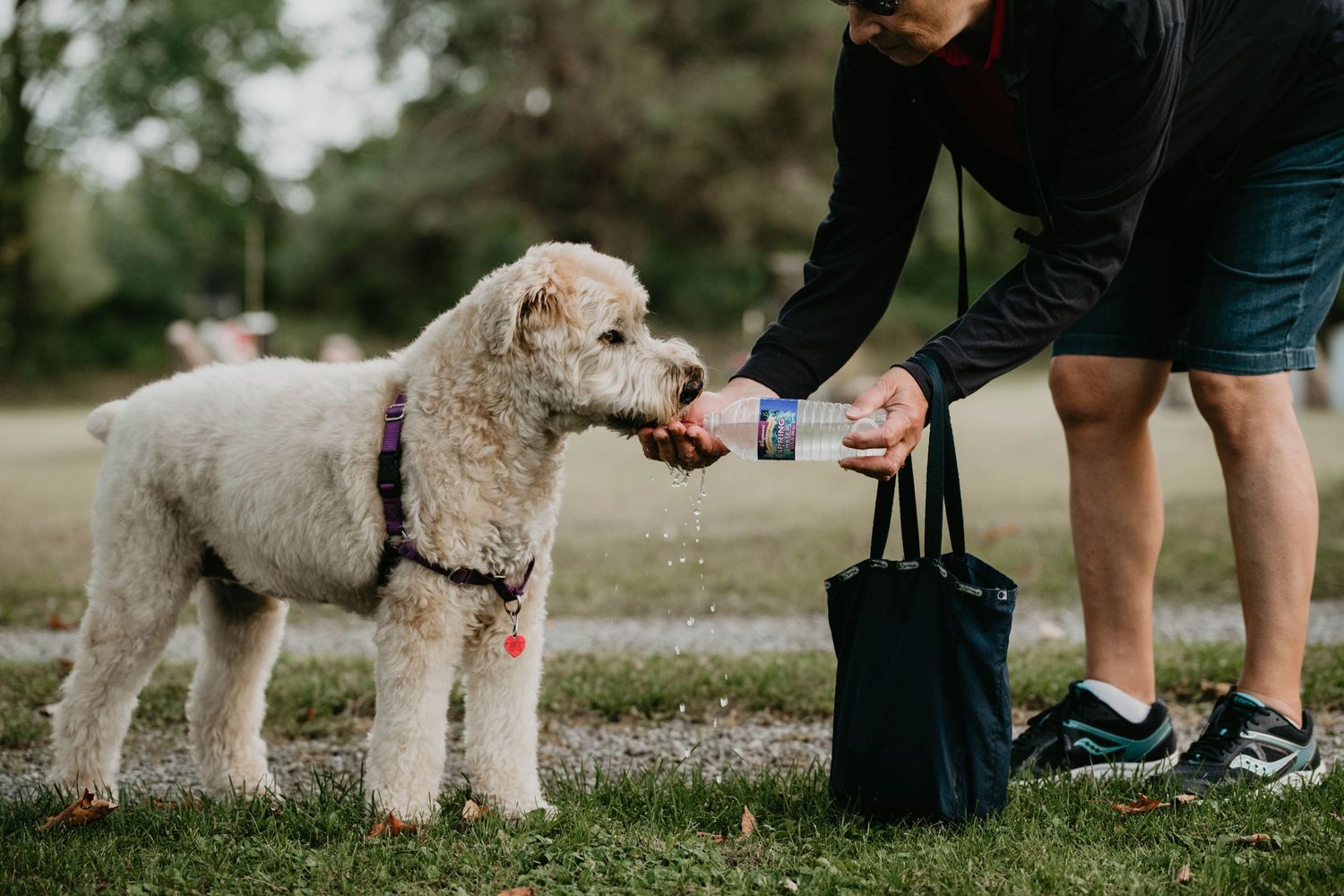 People walking dogs on leashes along a gravel path in a park setting.