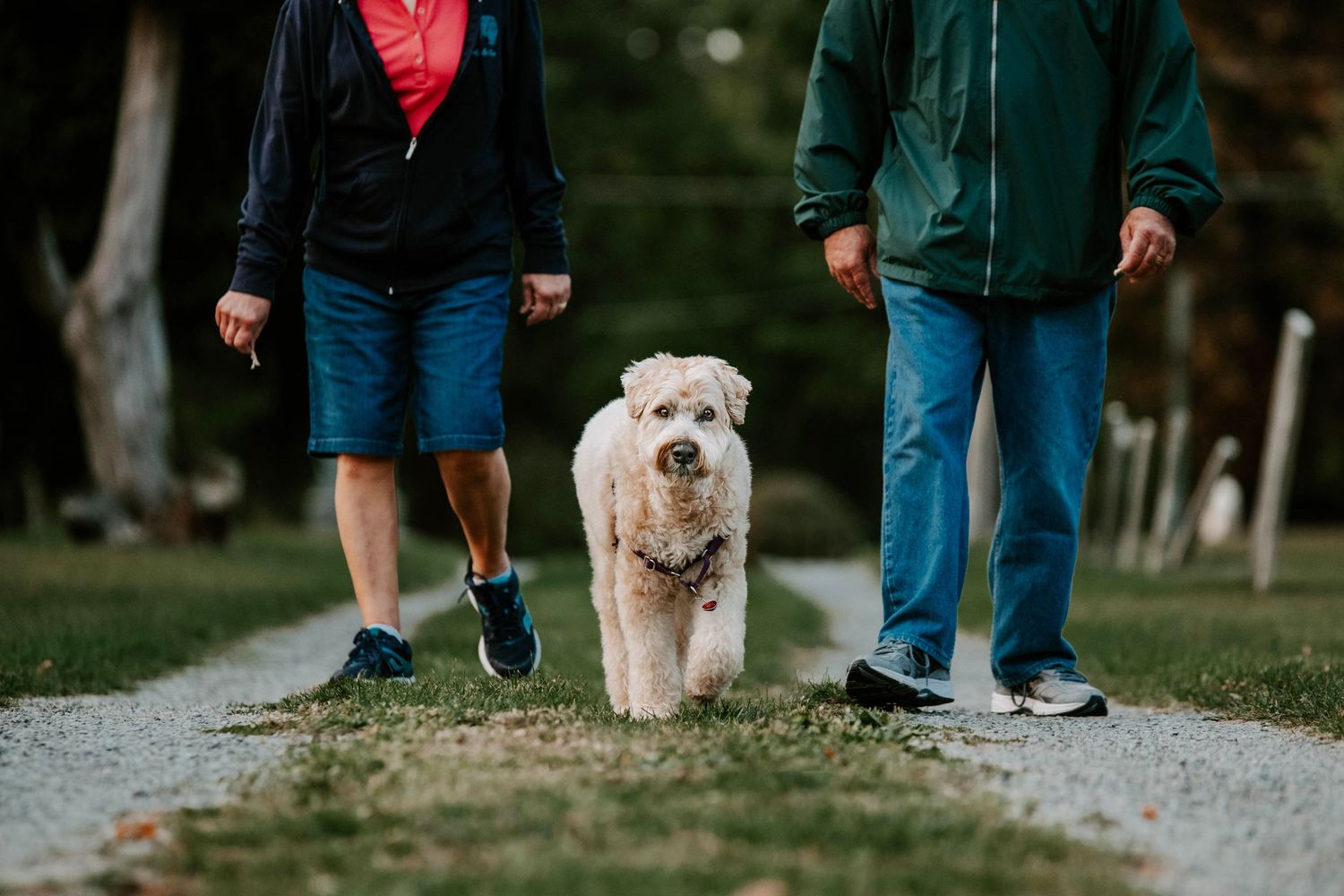 Multiple people walking their dogs together on a path during an outdoor group activity.
