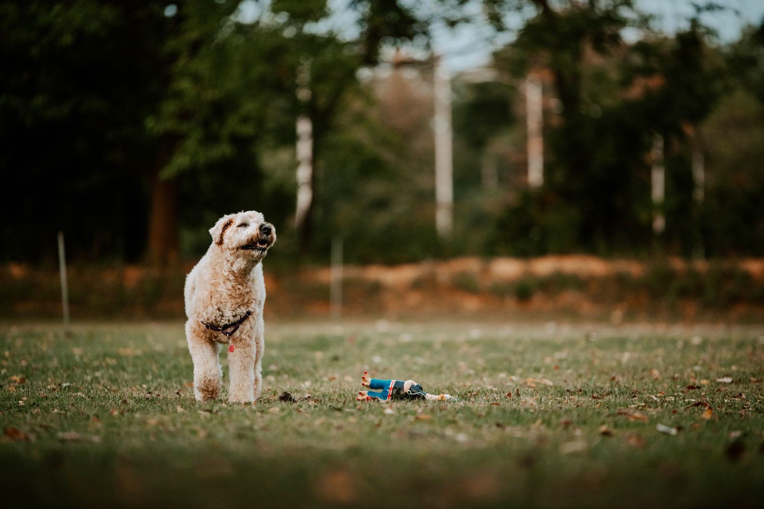 Dog playing in grassy field with autumn trees in background.