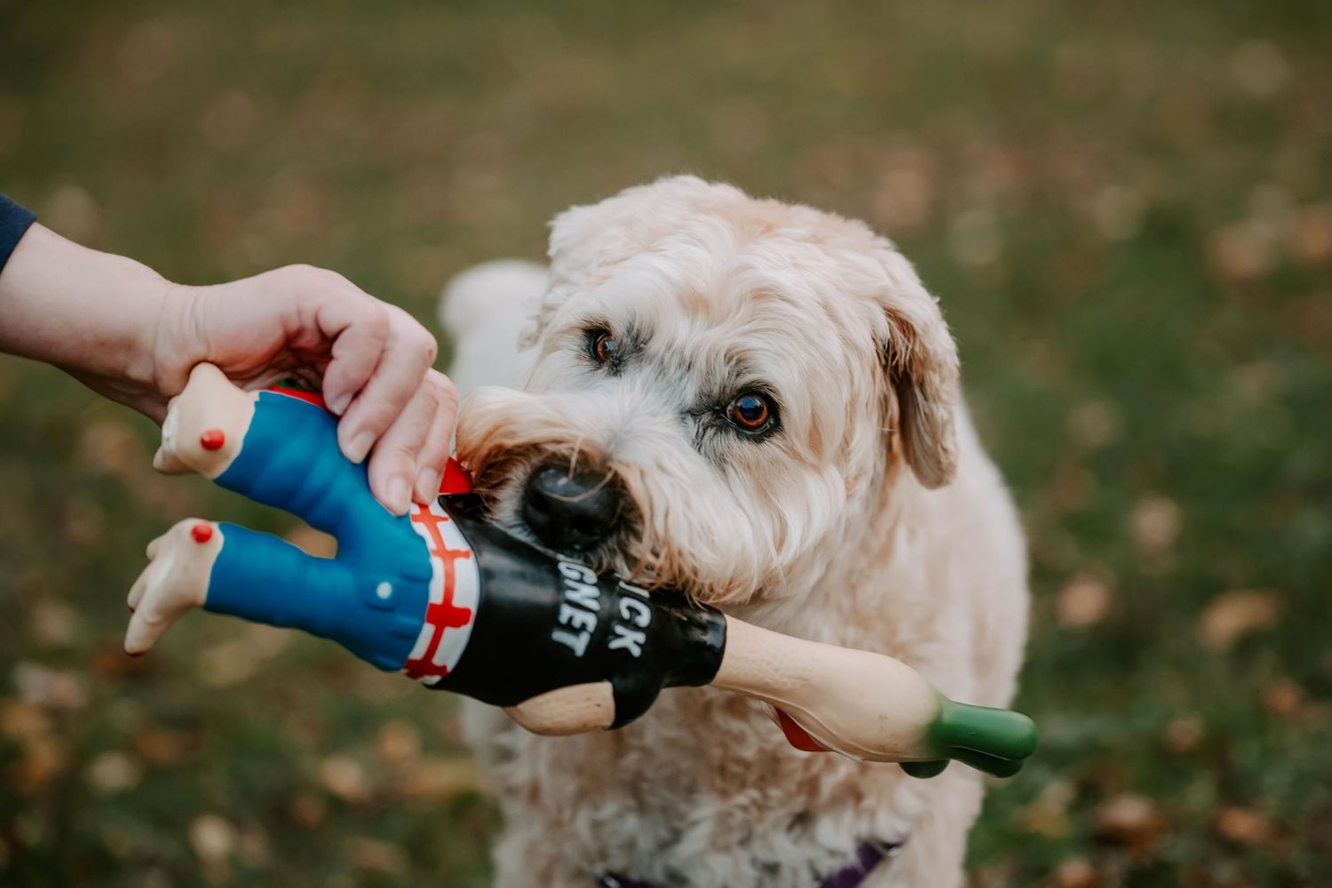 Dog receiving treats during outdoor training session.