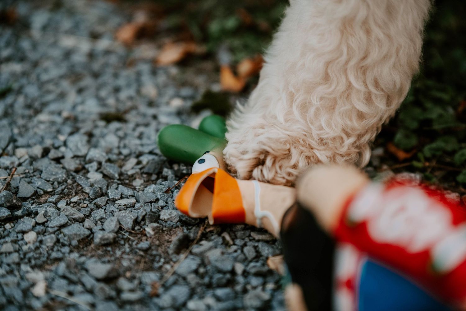 Dogs playing with colorful toys on a gravel surface during outdoor playtime.