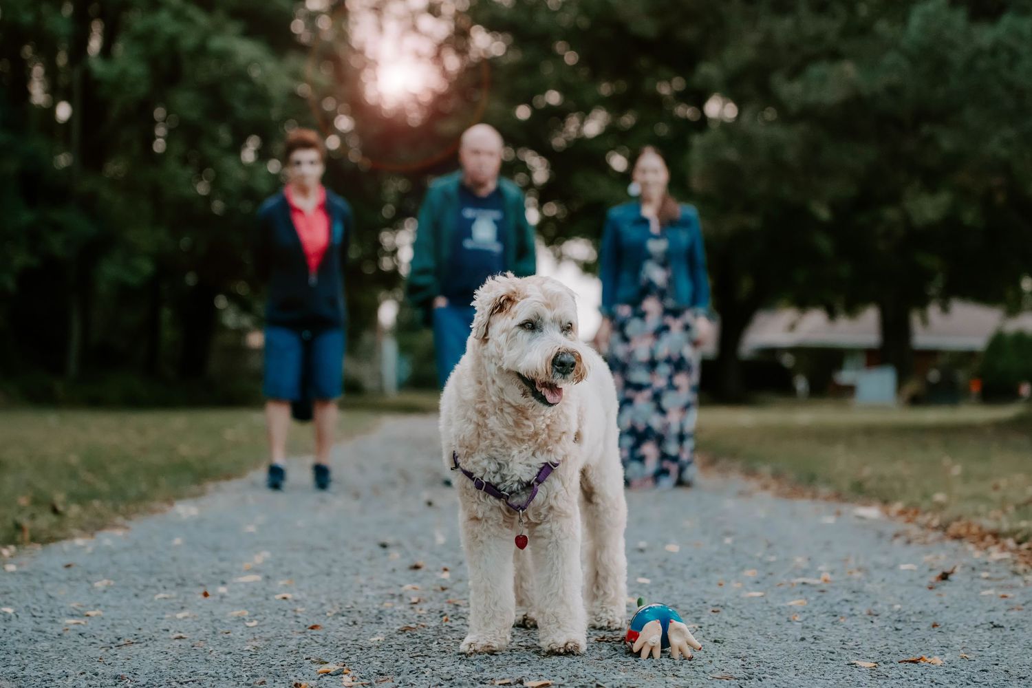 Small dog walking on path through park during autumn.
