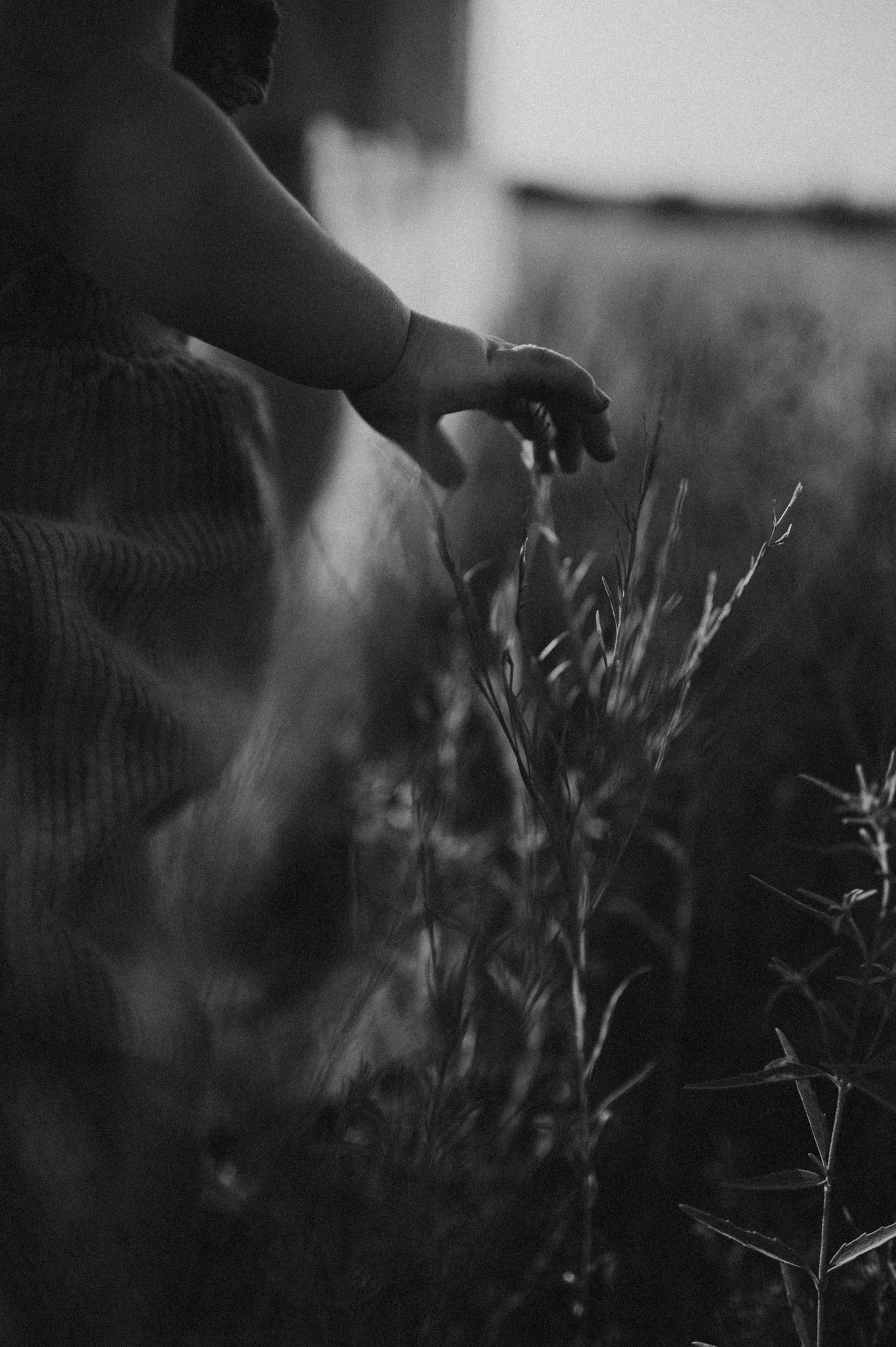 Black and white close-up of hand reaching toward delicate wildflowers in soft focus.