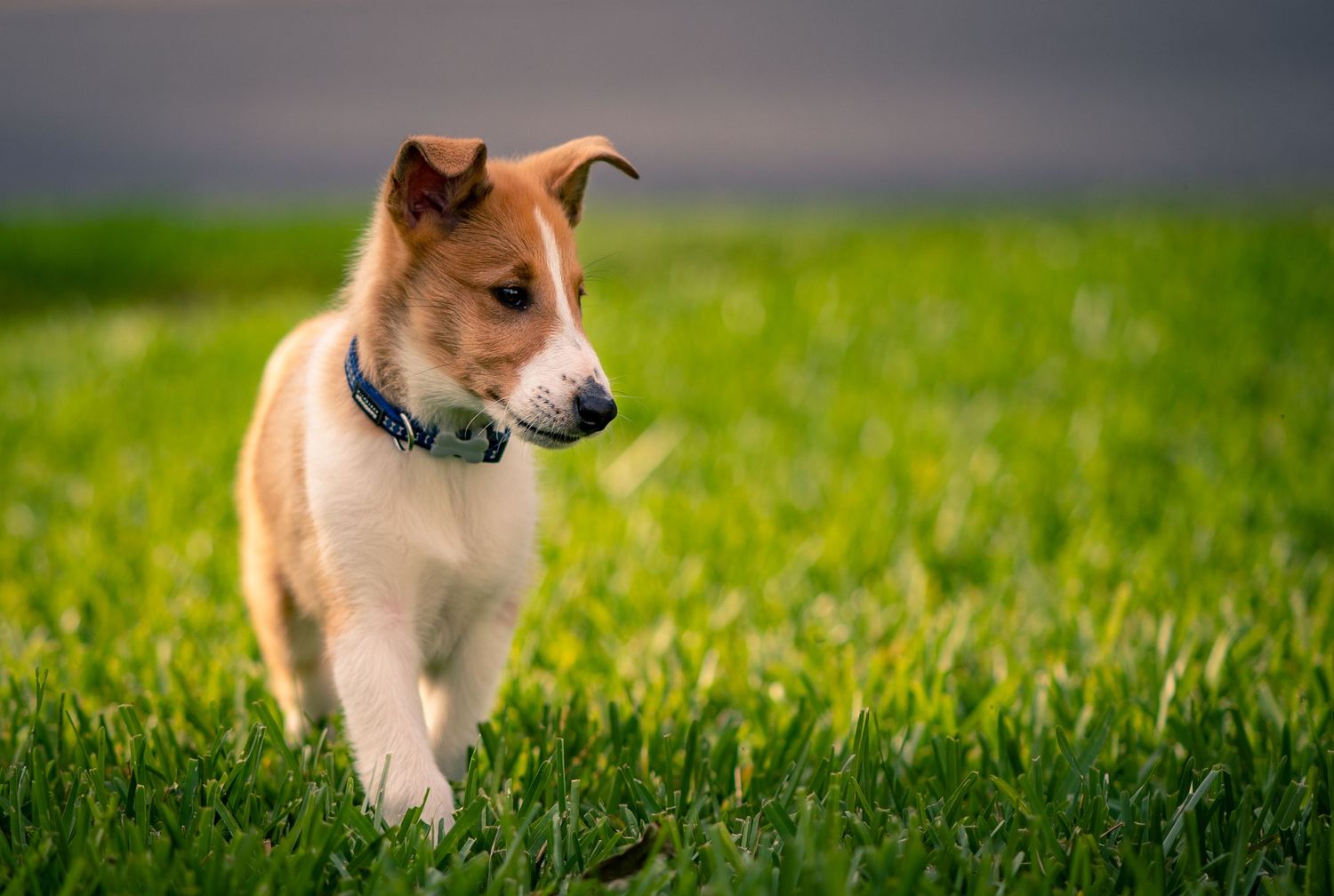 A young brown and white puppy walking in lush green grass wearing a collar.
