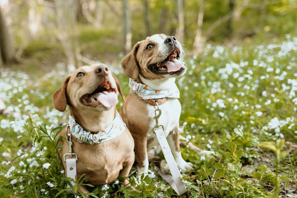 A happy Labrador dog playing and running through a field of white wildflowers on a sunny day.