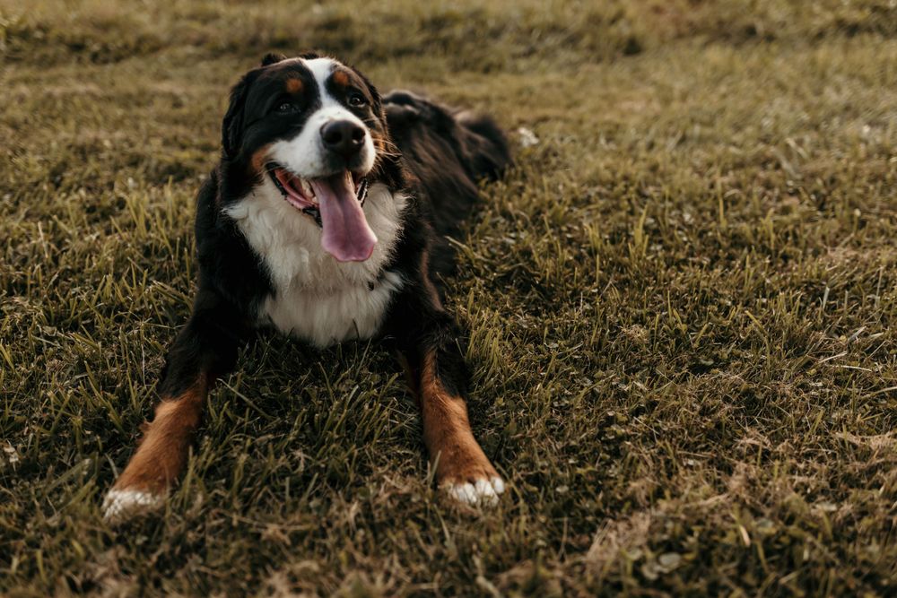 A happy Border Collie dog lying in the grass with mouth open and tongue out.