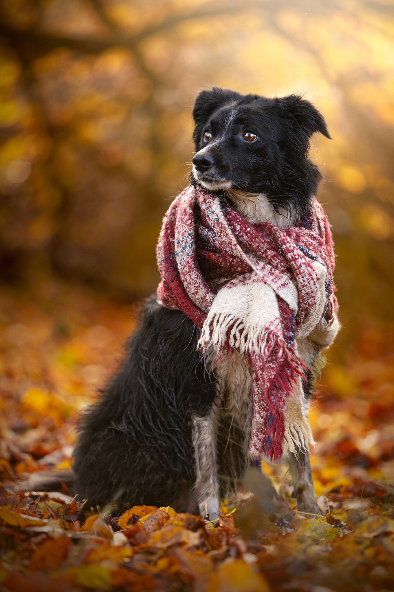 german shepherd snake pass peak district