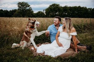 A couple sits in a wheat field having a picnic with their playful Husky dog on a summer afternoon.