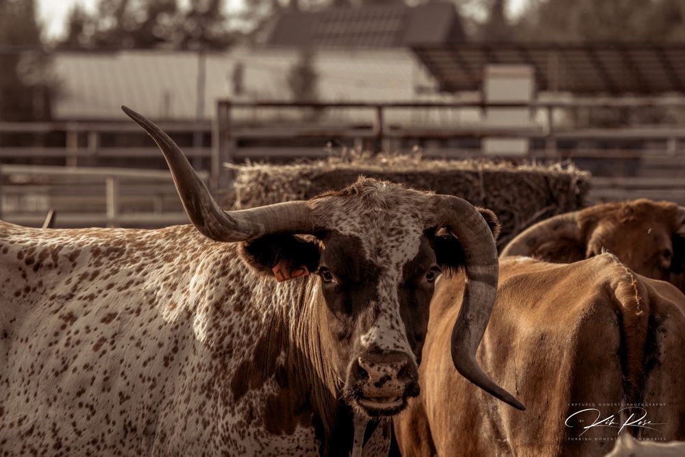 A Texas Longhorn cattle with large curved horns stands in a rustic ranch pen surrounded by other livestock.