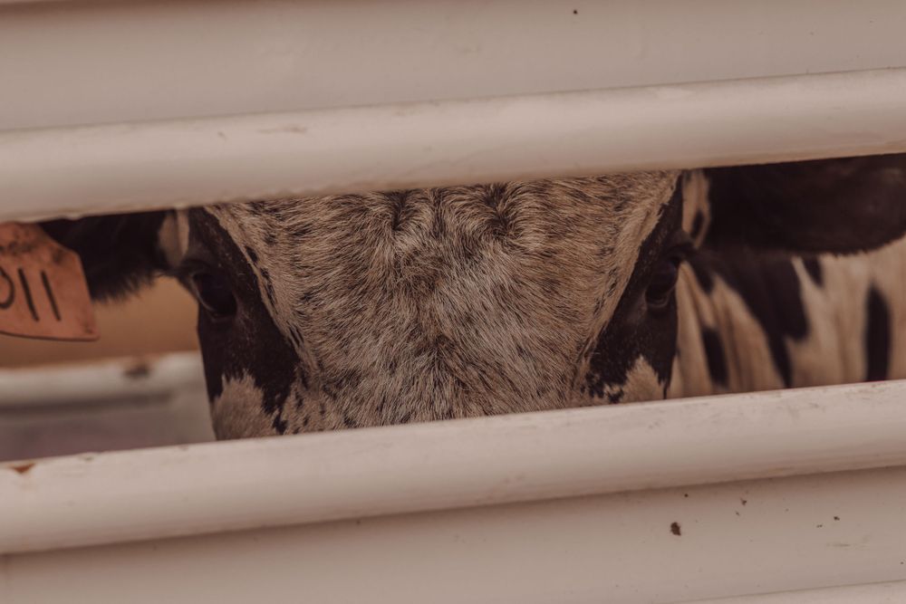Spotted cow with orange ear tag peeking through white metal livestock fence rails.