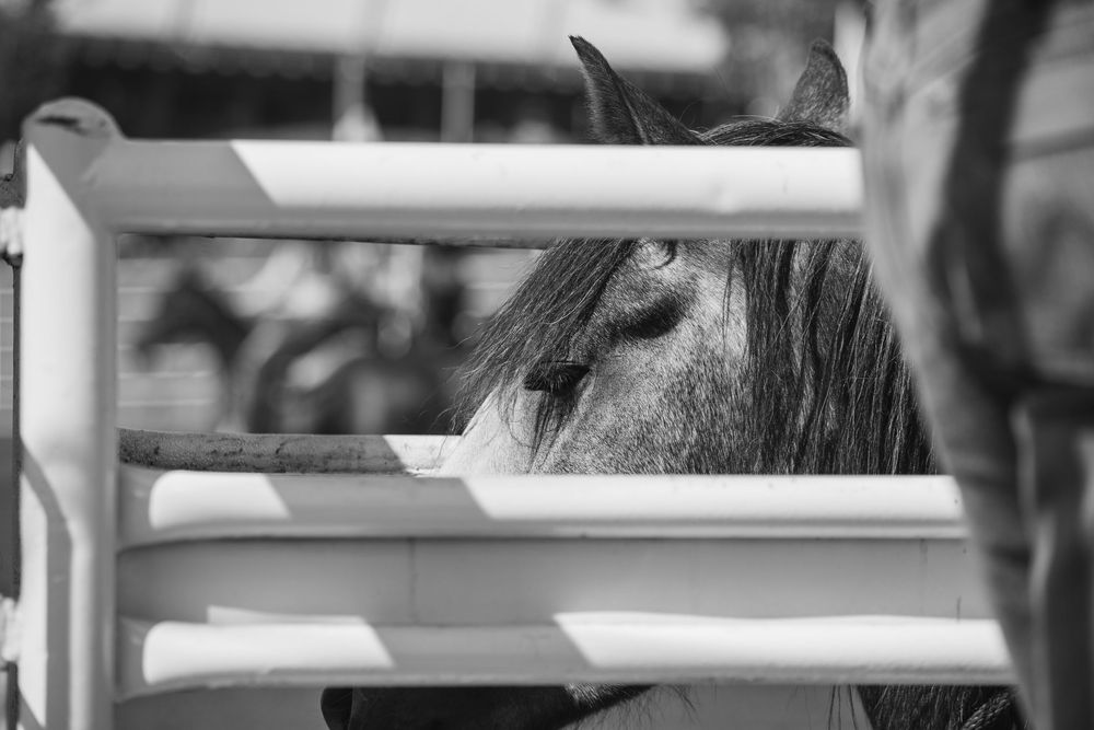 Black and white photo of a horse peering through white fence rails at a rodeo.