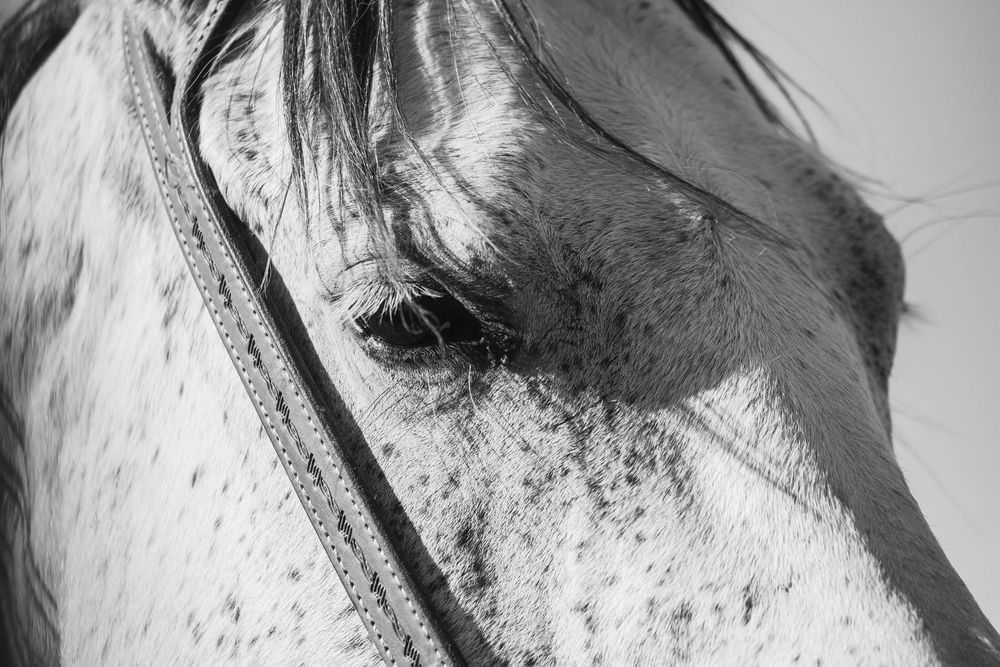 Black and white close-up of white horse eye with bridle detail.