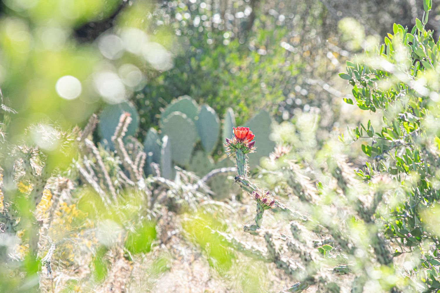 A landscape photo of a cholla blossom peeking through thick, green desert plants