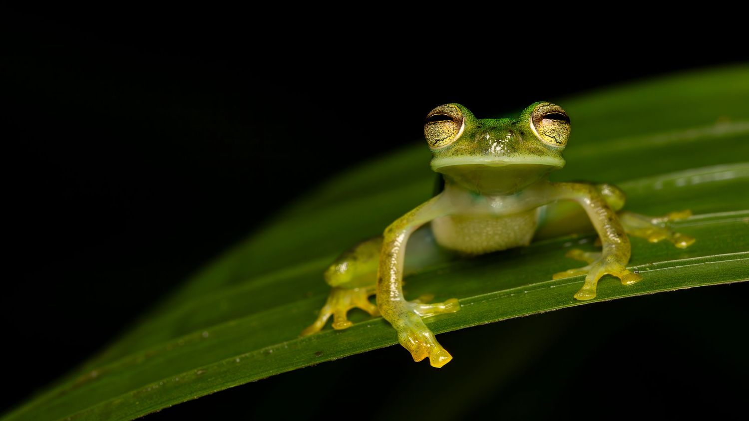 Tiny Glass Frog posing for me in some of the deepest and darkest parts of the Amazon Rainforest late at night in Ecuador.