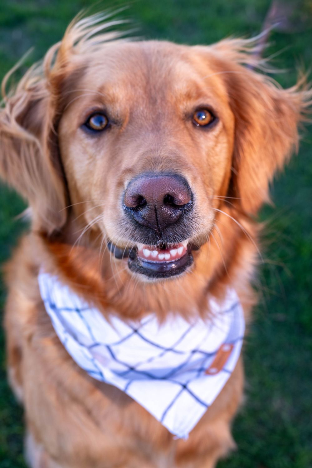Dogs of HHI