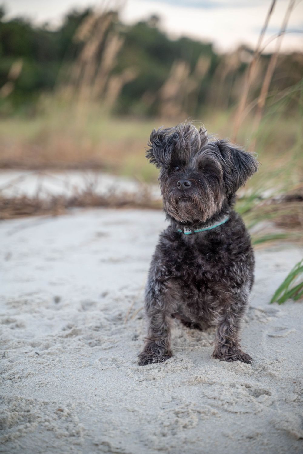 Dogs of HHI