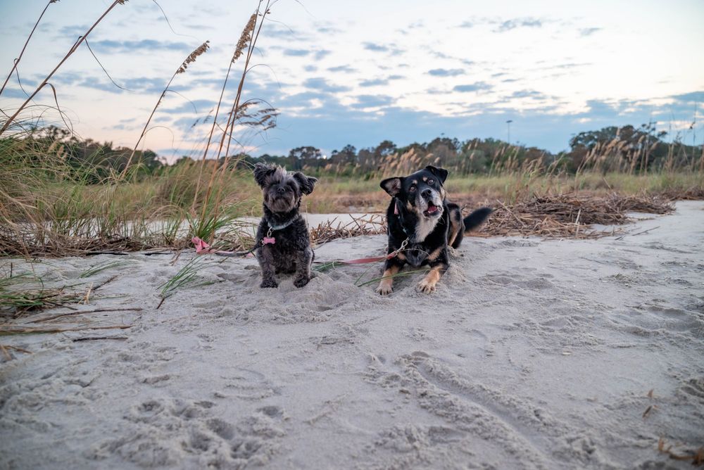 Beach Pups!