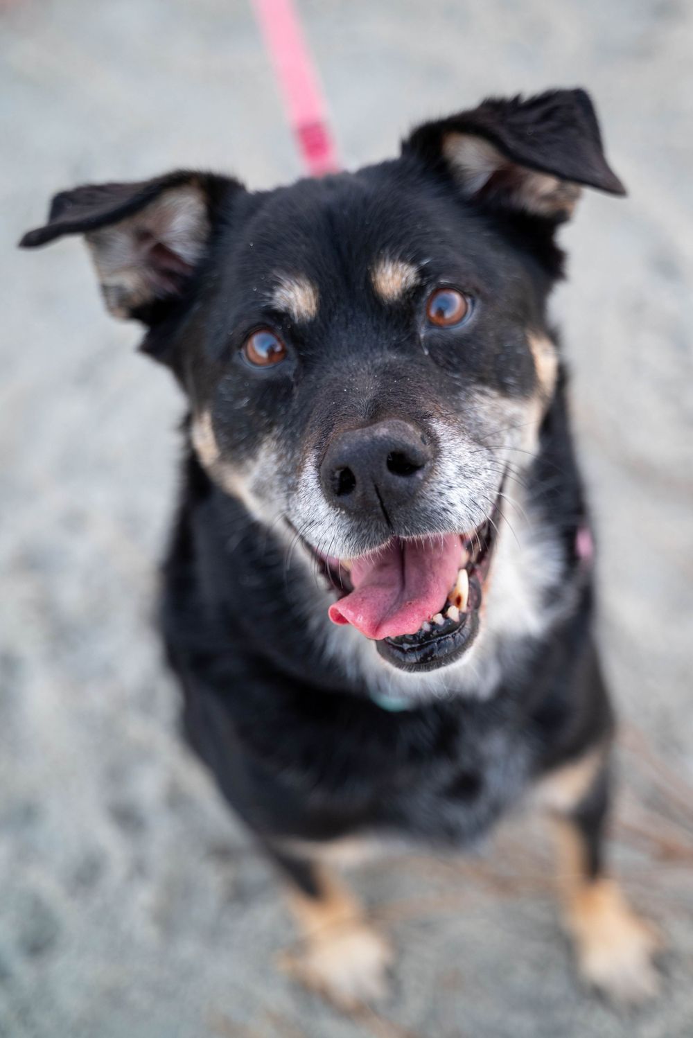 Dogs of HHI