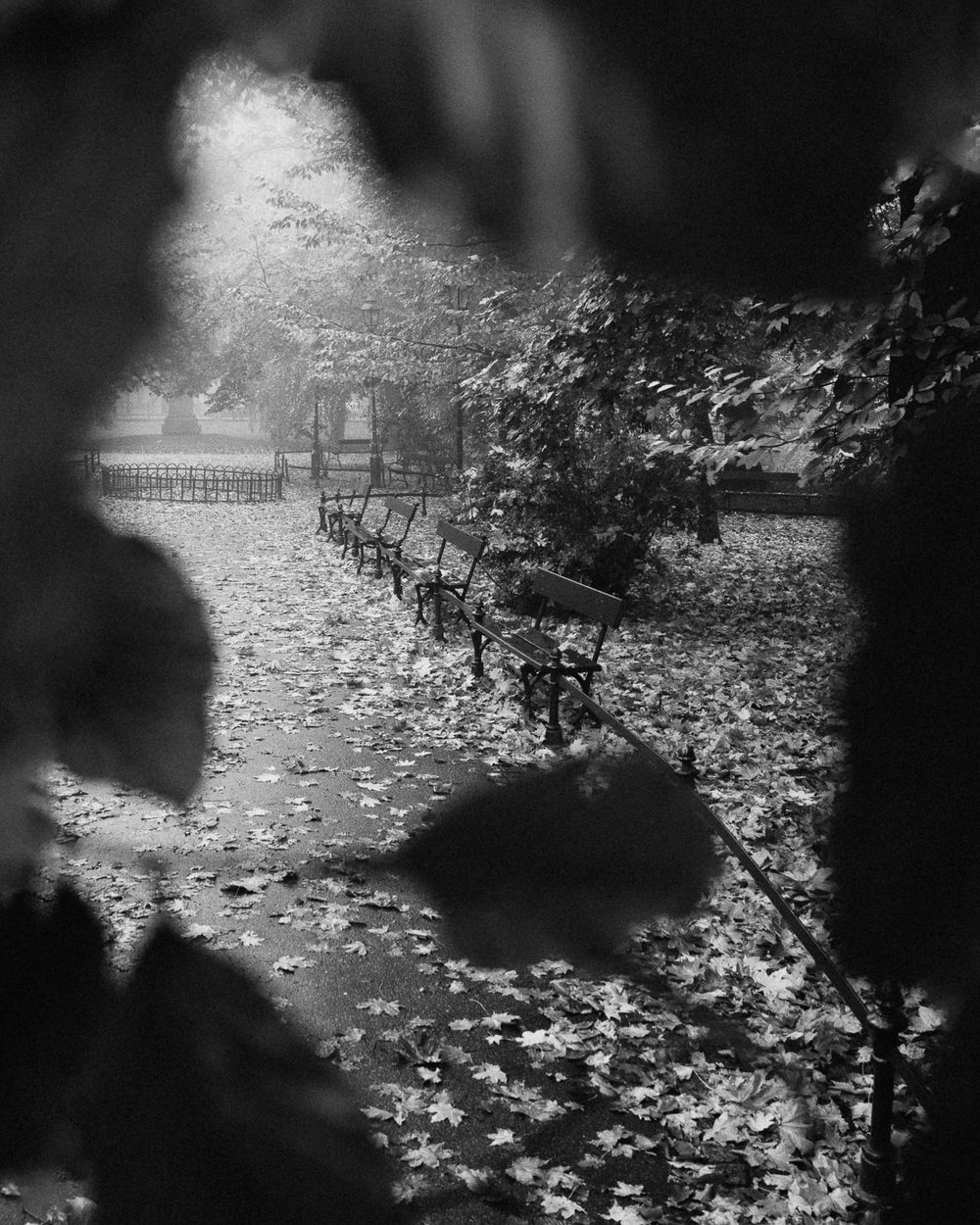 Black and white panorama of fallen autumn leaves scattered along a garden path.