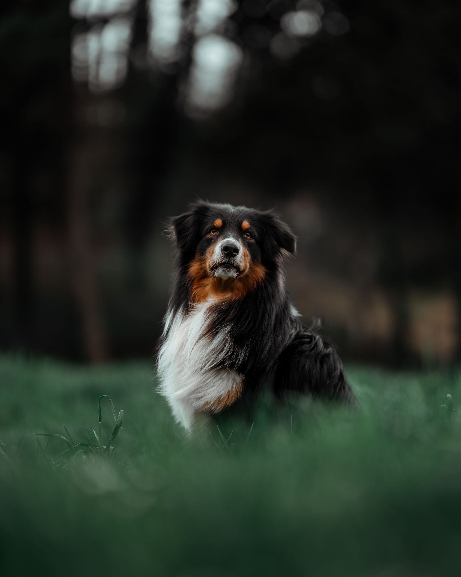 foto; fotografia; cane; fotografo; fotografo Firenze; Firenze; dog; dog photographer; photo; fotografo di cani; fotografo cani; cane;