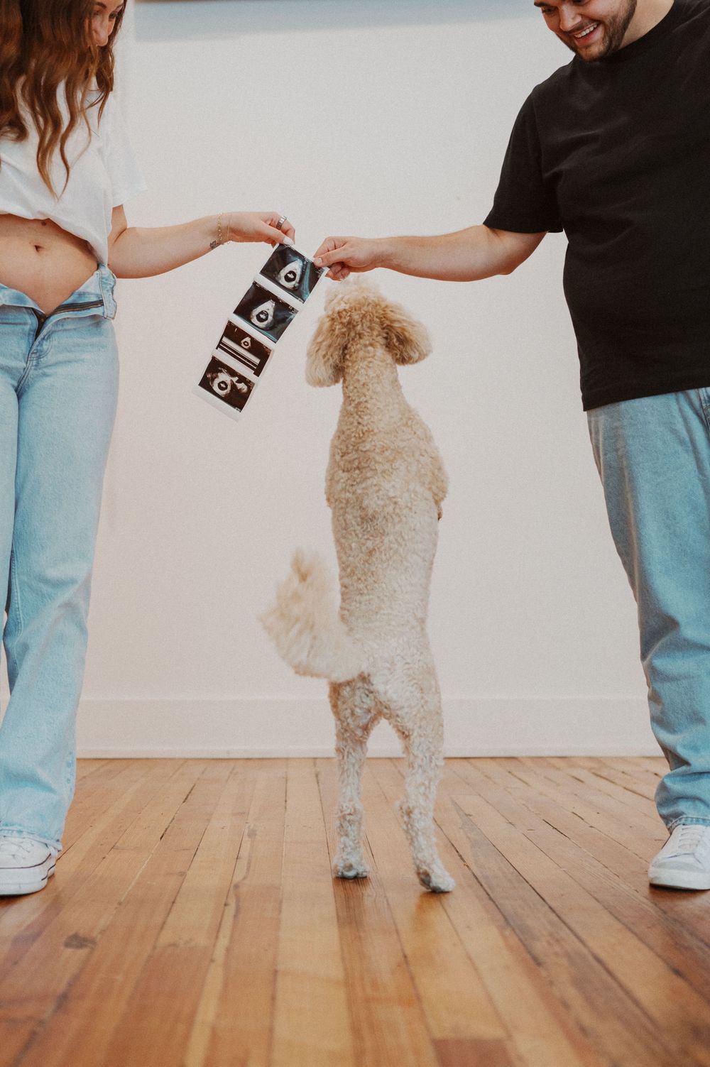 Playful moments with a curly-haired dog jumping for treats on hardwood floor.