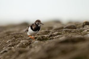 Macro photography sequence shows a small bird emerging from its burrow in the sandy ground.