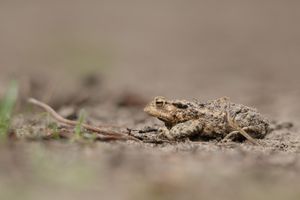 A small brown toad sits camouflaged on sandy ground with shallow depth of field.